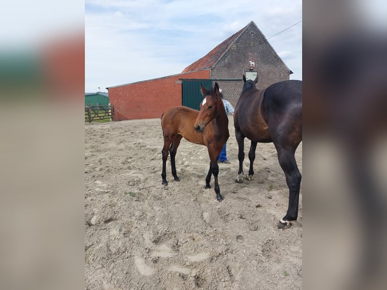 Belgian Warmblood Mare  Brown in Ursel