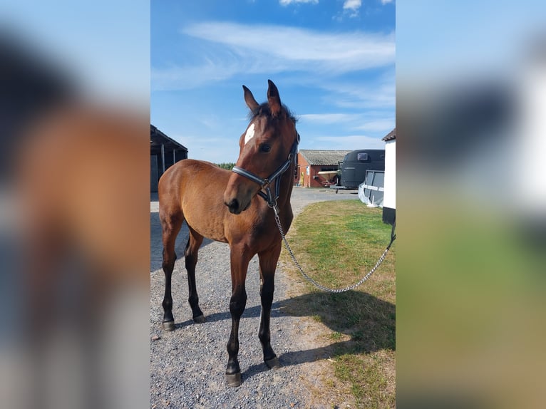 Belgian Warmblood Mare  Brown in Ursel