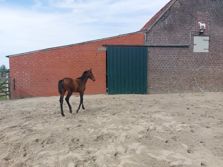 Belgian Warmblood Mare  Brown in Ursel
