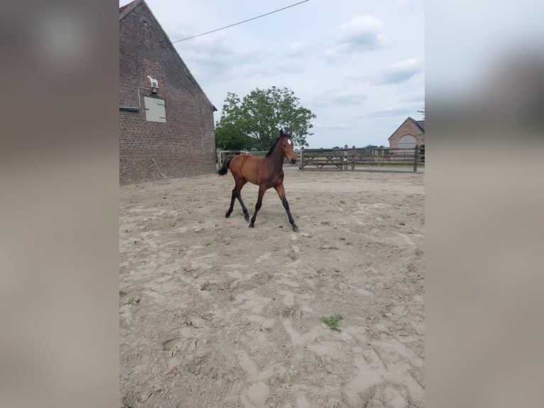 Belgian Warmblood Mare  Brown in Ursel