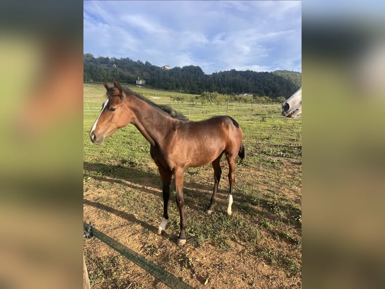 Belgian Warmblood Mare Foal (05/2025) Brown in Spigno Monferrato