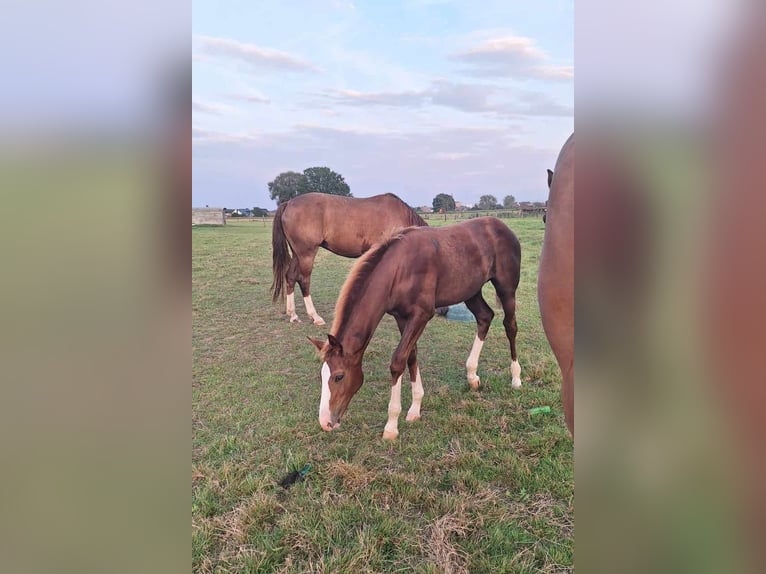 Belgian Warmblood Mare Foal (05/2024) Chestnut in Rotselaar