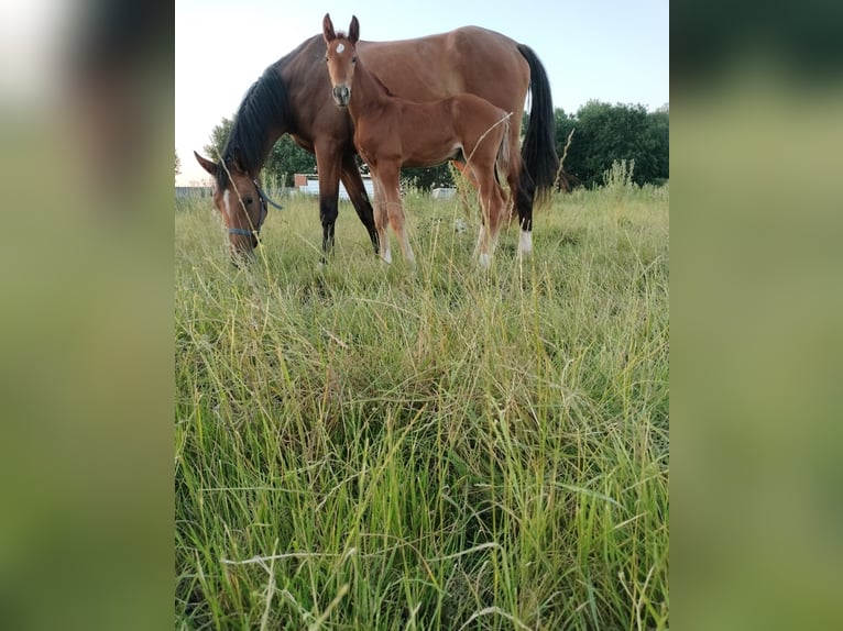 Belgian Warmblood Mare Foal (05/2024) Chestnut-Red in Herk-De-Stad