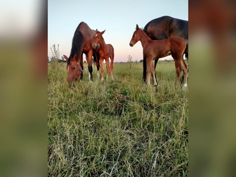 Belgian Warmblood Mare Foal (05/2024) Chestnut-Red in Herk-De-Stad