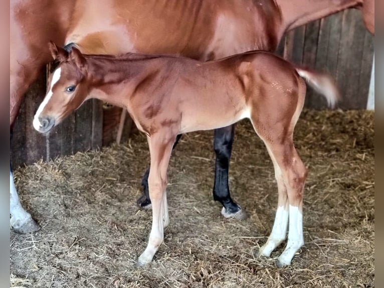 Belgian Warmblood Mare Foal (06/2025) Chestnut-Red in GROTE-BROGEL
