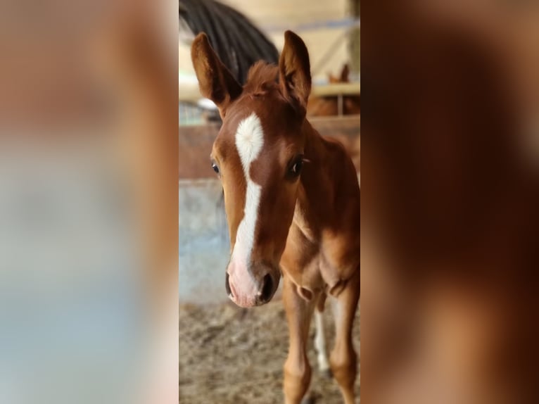 Belgian Warmblood Mare Foal (06/2025) Chestnut-Red in GROTE-BROGEL