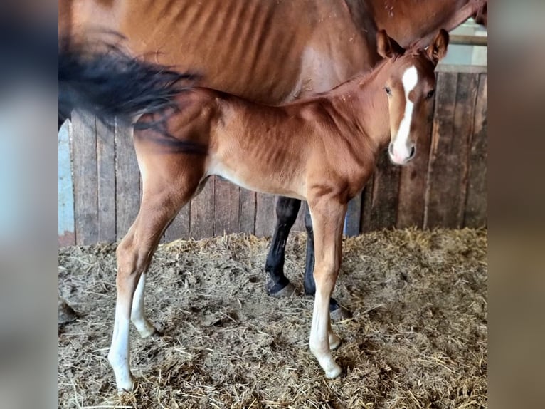 Belgian Warmblood Mare Foal (06/2025) Chestnut-Red in GROTE-BROGEL