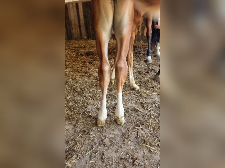 Belgian Warmblood Mare Foal (06/2025) Chestnut-Red in GROTE-BROGEL