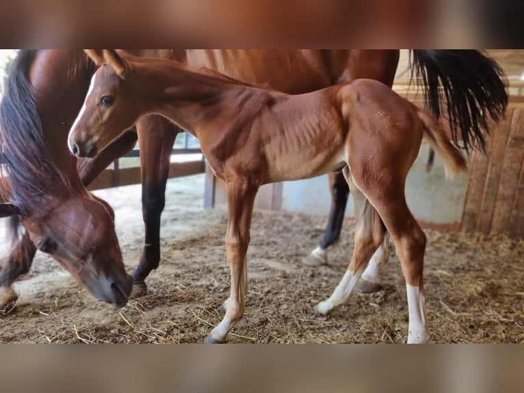 Belgian Warmblood Mare Foal (06/2025) Chestnut-Red in GROTE-BROGEL