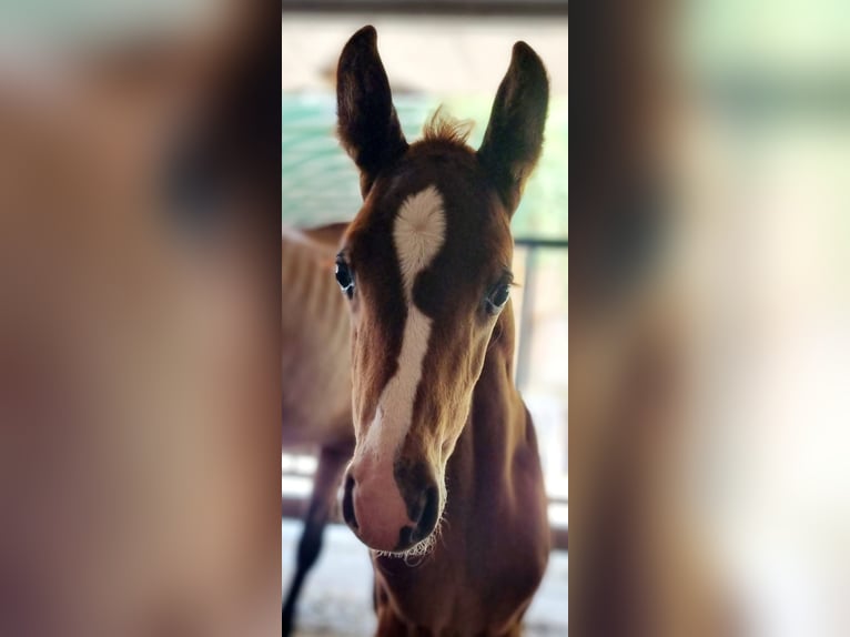 Belgian Warmblood Mare Foal (06/2025) Chestnut-Red in GROTE-BROGEL