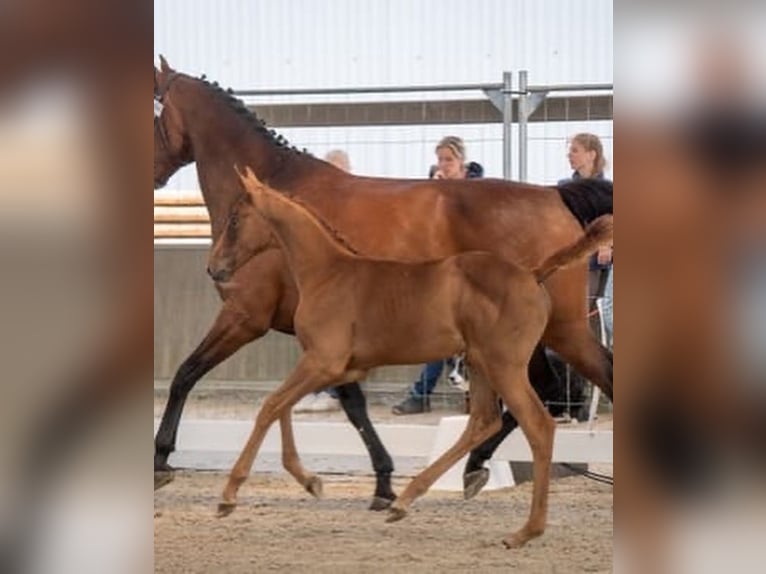 Belgian Warmblood Mare  Chestnut in Torhout