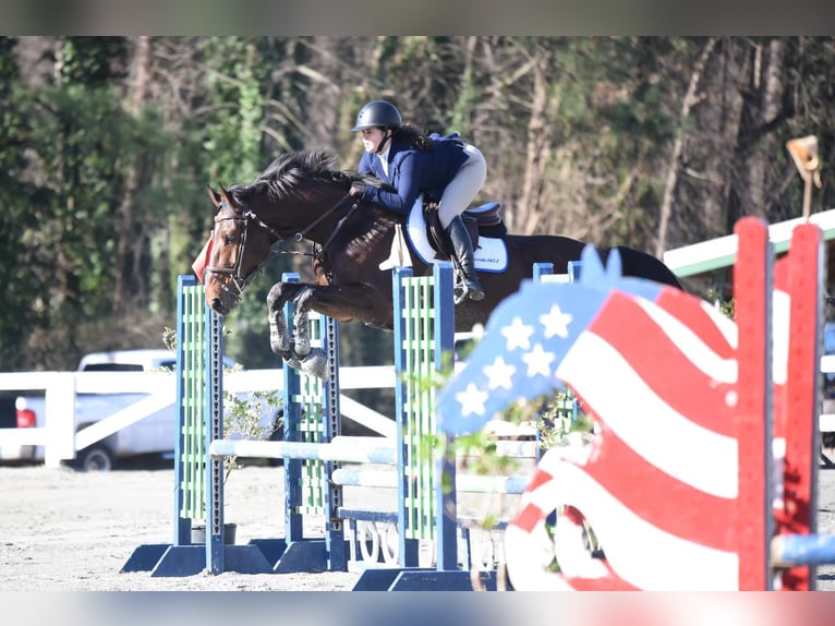 Belgian Warmblood Mare  Chestnut in Torhout