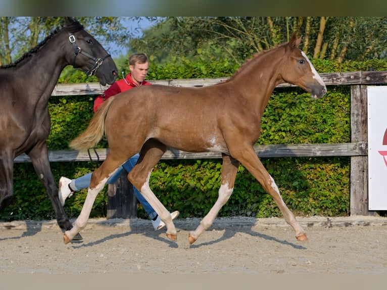 Belgian Warmblood Mare Foal (04/2024) Chestnut in Oud-Heverlee