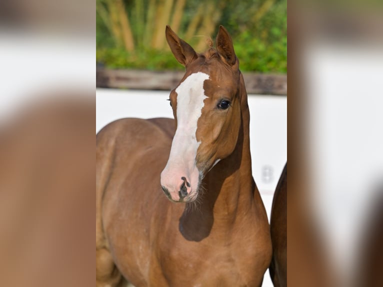 Belgian Warmblood Mare Foal (04/2024) Chestnut in Oud-Heverlee