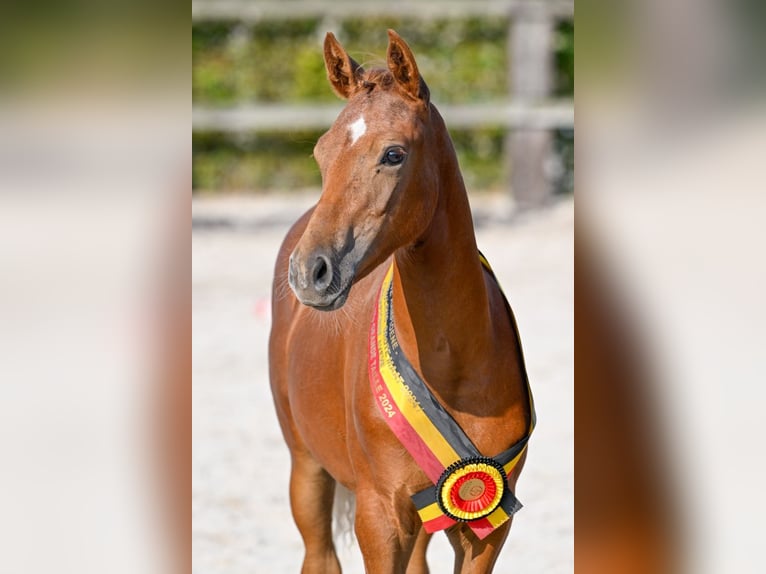 Belgian Warmblood Mare Foal (04/2024) Chestnut in Oud-Heverlee