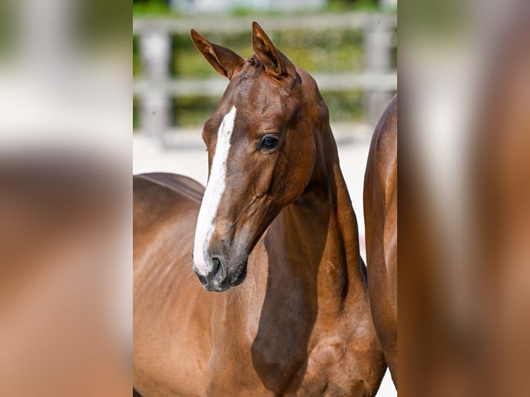 Belgian Warmblood Mare Foal (05/2024) Chestnut in Oud-Heverlee