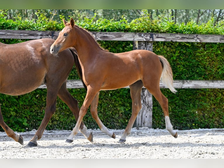 Belgian Warmblood Mare Foal (04/2024) Chestnut in Oud-Heverlee