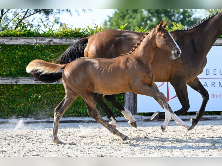 Belgian Warmblood Mare Foal (05/2024) Chestnut in Oud-Heverlee