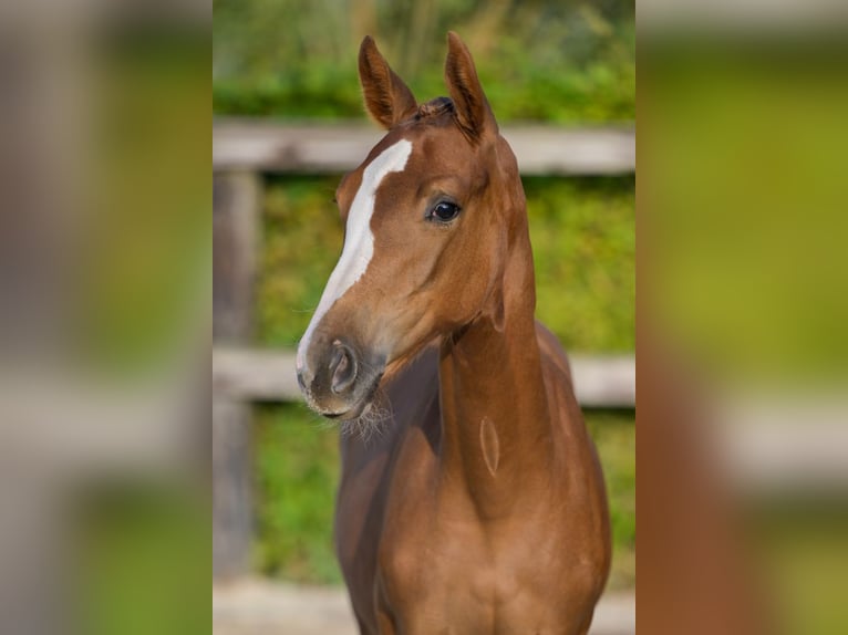 Belgian Warmblood Mare Foal (04/2024) Chestnut in Oud-Heverlee