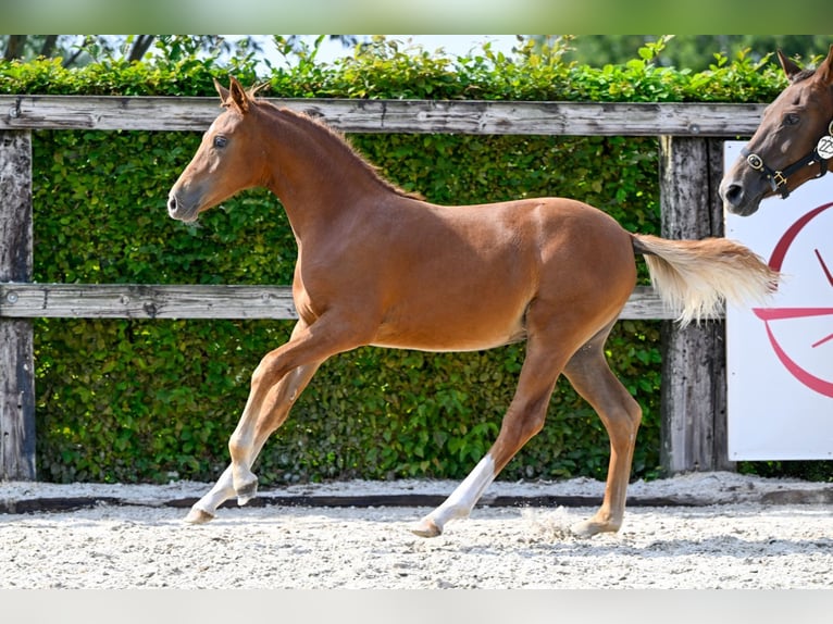 Belgian Warmblood Mare Foal (04/2024) Chestnut in Oud-Heverlee