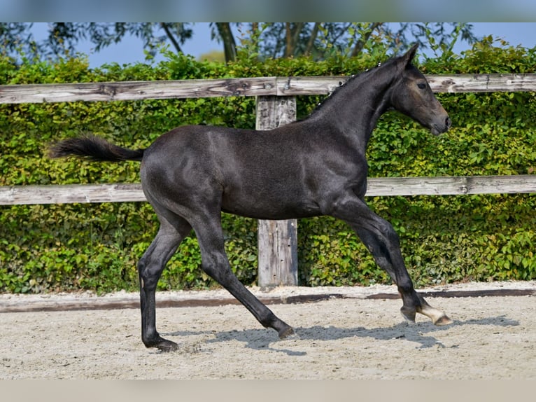 Belgian Warmblood Mare Foal (05/2024) Gray in Oud-Heverlee