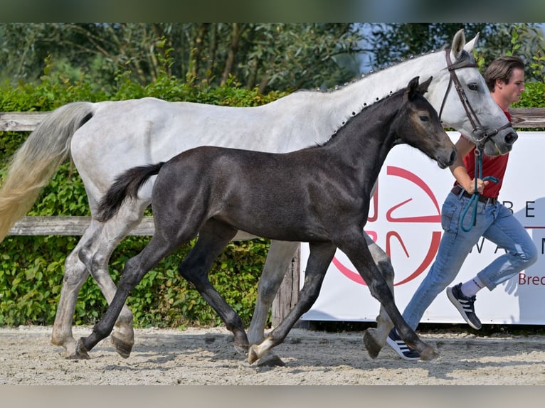 Belgian Warmblood Mare Foal (05/2024) Gray in Oud-Heverlee