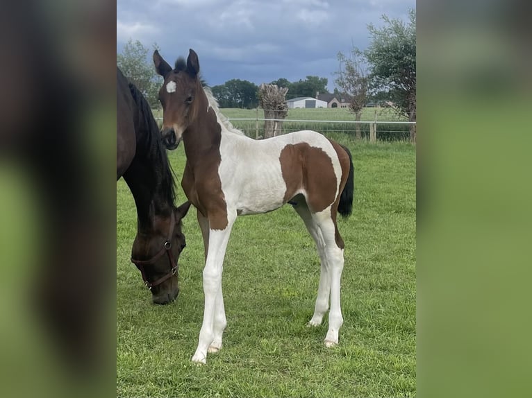 Belgian Warmblood Mare Foal (05/2026) Pinto in Aalter