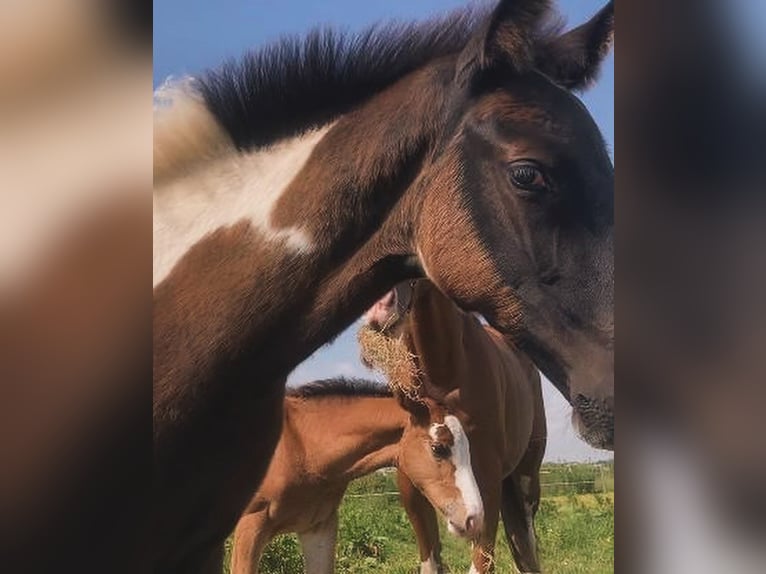 Belgian Warmblood Mare Foal (03/2024) Pinto in ssen