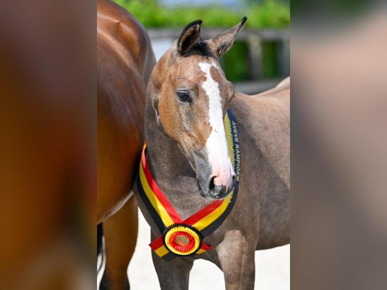 Belgian Warmblood Mare Foal (04/2024) Roan-Bay in Oud-Heverlee