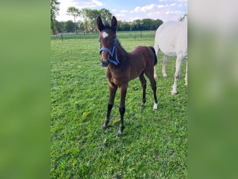 Belgian Warmblood Mare Foal (04/2025) in Geel