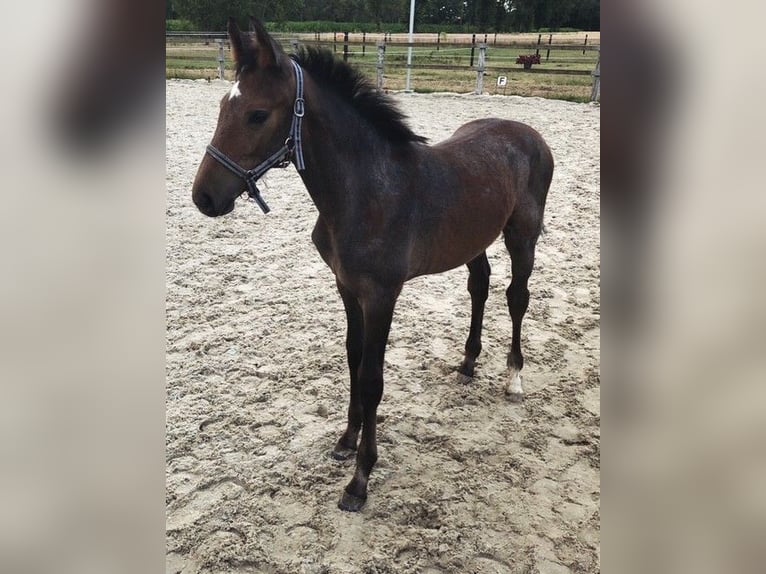 Belgian Warmblood Mare Foal (04/2025) in Geel
