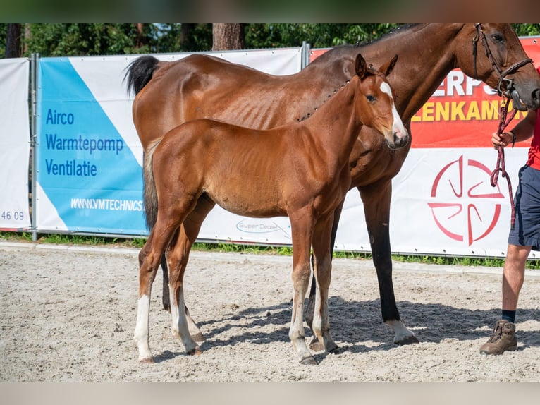 Belgian Warmblood Mare Foal (05/2026)  in Kaulille