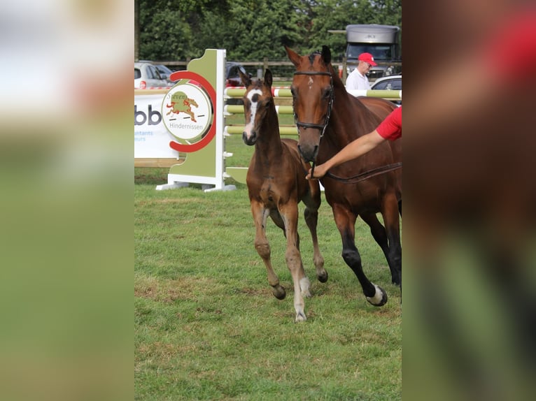 Belgian Warmblood Mare Foal (06/2024) Smoky-Black in Adegem