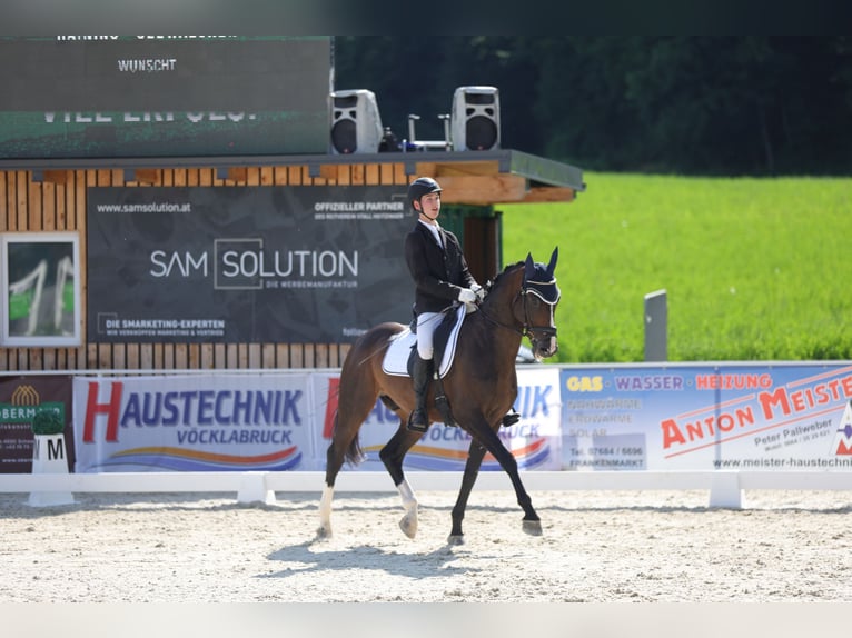 Belgian Warmblood Stallion 12 years 16,1 hh Bay-Dark in Meran