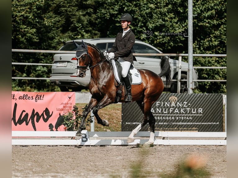 Belgian Warmblood Stallion 12 years 16,1 hh Bay-Dark in Meran