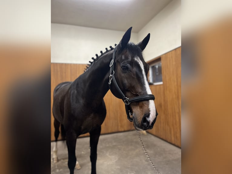 Belgian Warmblood Stallion 12 years 16,1 hh Bay-Dark in Meran