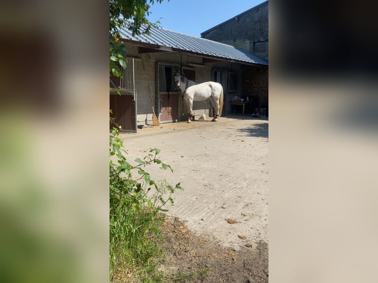 Belgian Warmblood Stallion 13 years 15,2 hh White in Erondegem