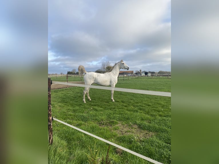 Belgian Warmblood Stallion 13 years 15,2 hh White in Erondegem