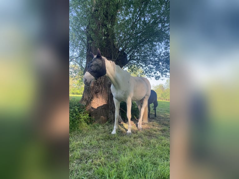 Belgian Warmblood Stallion 13 years 15,2 hh White in Erondegem