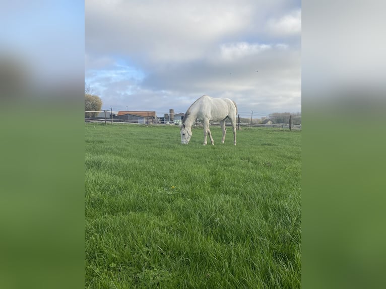 Belgian Warmblood Stallion 13 years 15,2 hh White in Erondegem