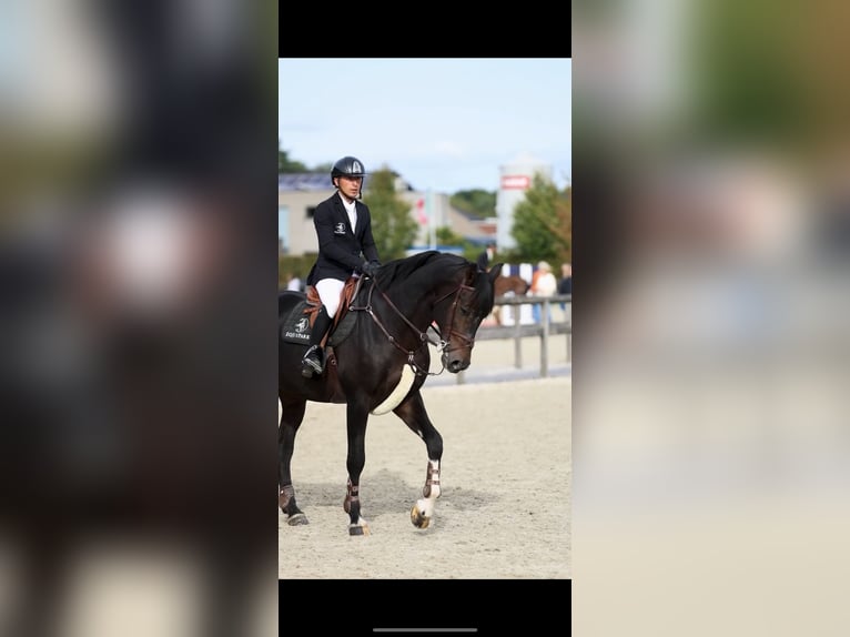 Belgian Warmblood Stallion 13 years 17 hh Bay-Dark in Kronenberg
