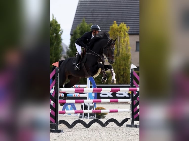 Belgian Warmblood Stallion 13 years 17 hh Bay-Dark in Kronenberg