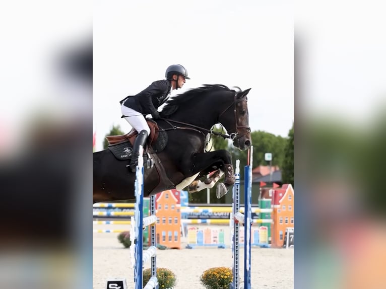 Belgian Warmblood Stallion 13 years 17 hh Bay-Dark in Kronenberg