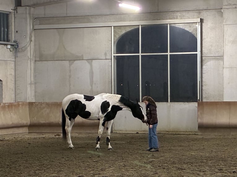 Belgian Warmblood Stallion 14 years 16,2 hh Pinto in Cadelbosco di sotto Reggio Emilia
