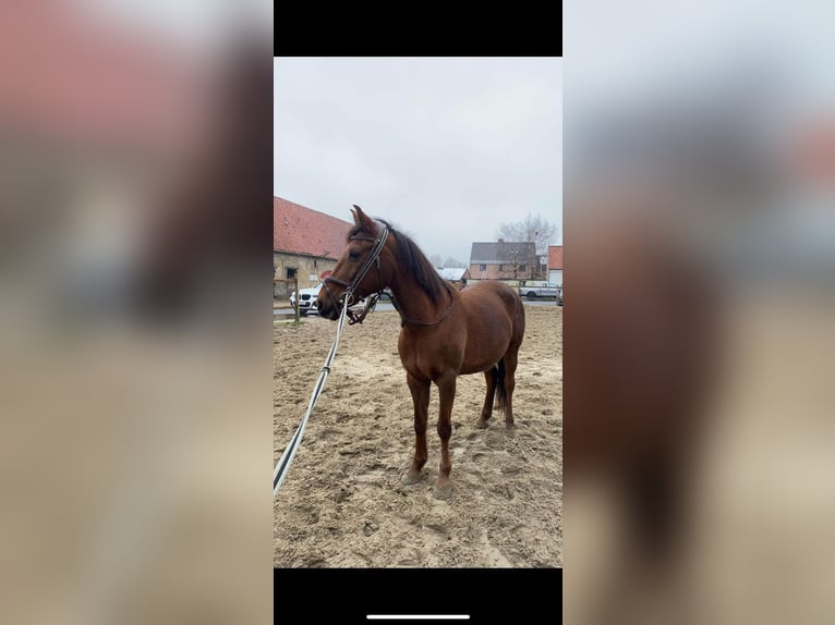 Belgian Warmblood Stallion 15 years 14,1 hh Smoky-Black in Maldegem