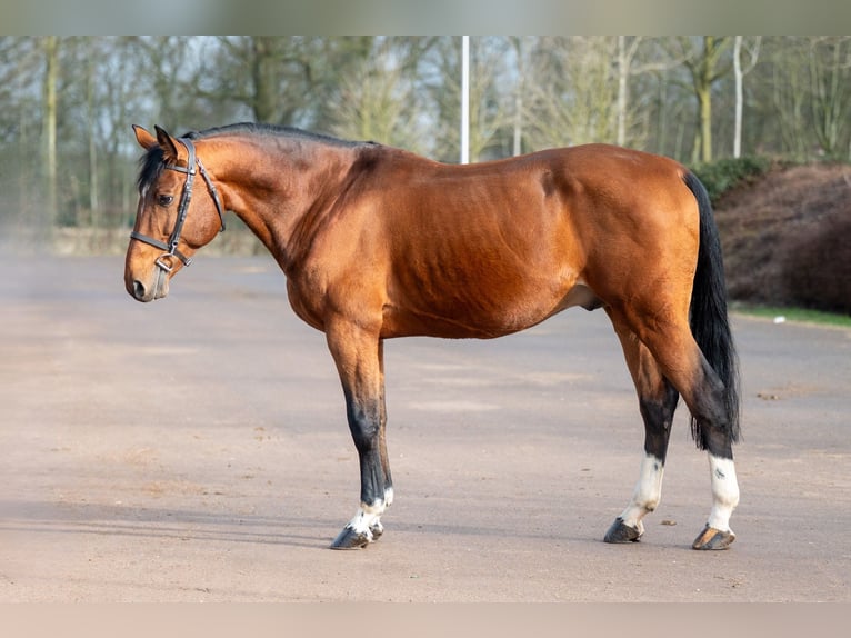 Belgian Warmblood Stallion 15 years 16,1 hh Brown in Bocholt