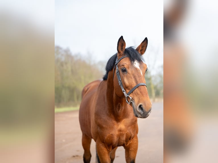 Belgian Warmblood Stallion 15 years 16,1 hh Brown in Bocholt