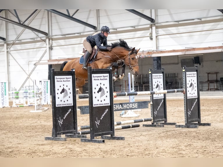 Belgian Warmblood Stallion 15 years 16,1 hh Brown in Bocholt