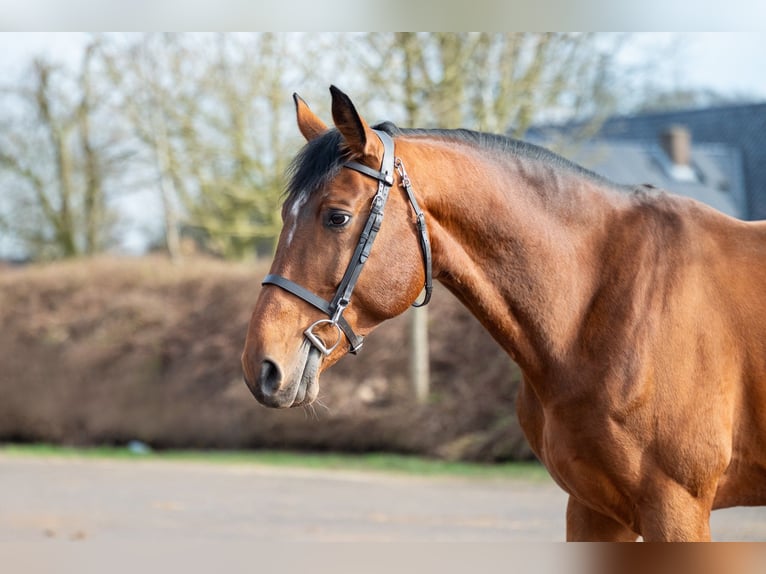 Belgian Warmblood Stallion 15 years 16,1 hh Brown in Bocholt