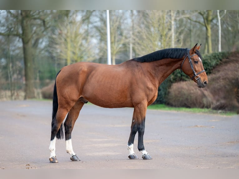 Belgian Warmblood Stallion 15 years 16,1 hh Brown in Bocholt